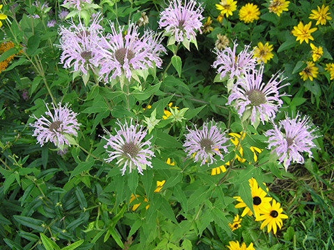 Monarda fistulosa